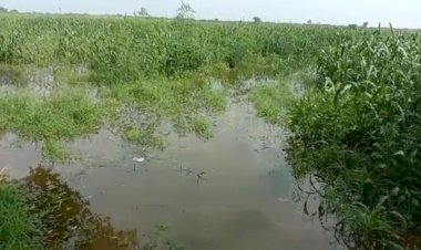 दबंगों की दबंगाई से किसान परेशान, केपी ड्रैन का 816 नंबर गेट दिया खोल सैकड़ों बीघा फसल जलमग्न