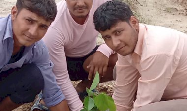 ग्राम पंचायत कासोट में मुख्य सड़क के किनारे लगाए 60 छायादार पौधे