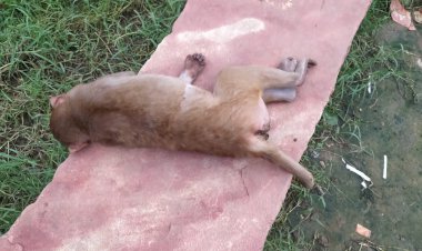 करंट लगने से मूर्छित बंदर को ग्रामीणों ने बचाया, जिम्मेदार एक दूसरे पर डालते रहे जिम्मेदारी