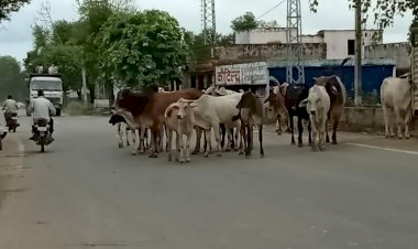 दिनोदिन बढ़ रही आवारा पशुओं की संख्या, दुर्घटनाओ व फसलों में नुकसान को लेकर किसान चिंतित