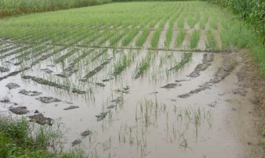 बारिश से प्याज की फसल मे नुकसान की आशंका