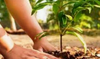 सीदपुर के विधालय में 75 पौधो का किया रोपण