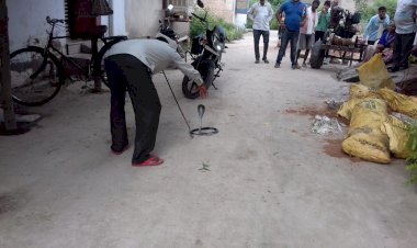 ब्लैककोबरा को रैस्क्यू कर जंगल में छोडा