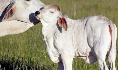 राज्य सरकार के गौ विरोधी फैसले का विरोध 1 से 7 सितंबर तक गौसेवक गौशाला संचालक लिखेंगे मुख्यमंत्री,राज्यपाल को पत्र