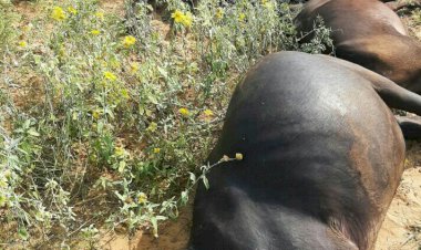 करन्ट की चपेट में आ जाने से तीन भैंसो की मौत