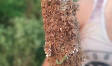 सफेद लट व गिनार रोग ने किसानो के अरमानो पर पानी फेरा