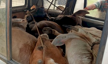 पुलिस ने गौतस्करों से मुठभेड़ के बाद स्कॉर्पियो गाड़ी को किया जप्त, गौतस्कर भागने में सफल