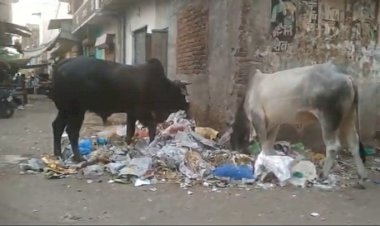 प्लास्टिक की रोकथाम करने में नगरपालिका प्रशासन विफल