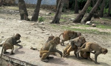 बयाना में बन्दरो के आंतक से नागरिक परेशान,जिम्मेदार नहीं दे रहे ध्यान