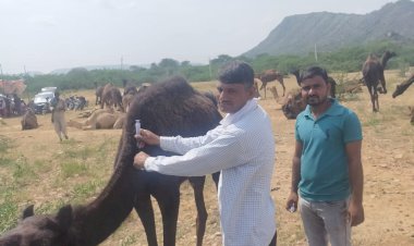 दो दिवसीय ऊंट सर्रा रोग नियंत्रण शिविर का हुआ समापन