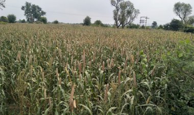 जहरीले कीट के दंश से बालिका की मौत