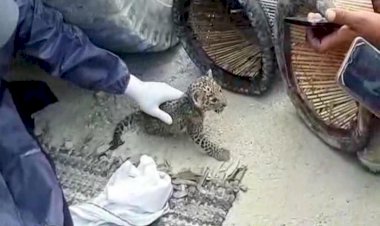 राजसमंद जिले में लगातार दिखने लगे पैंथर शावक