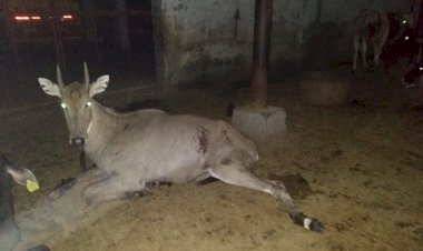नीलगाय को अज्ञात वाहन ने मारी टक्कर नीलगाय हुई गंभीर रूप से घायल