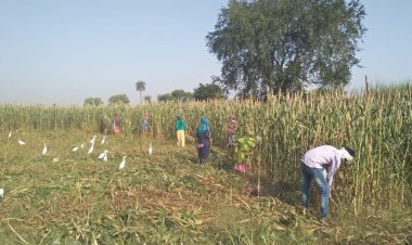 ज्वार बाजरा तिली की फसलो की कटाई में अभी तक जुटे है किसान, कम पैदावार से मायूस किसान