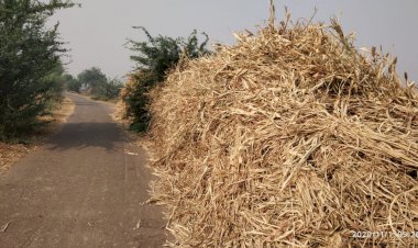 सडक मार्ग किनारे रखे कडवी के पूंज दे रहे दुर्घटनाओ को न्यौता