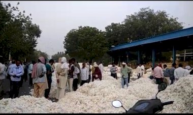 कपास व सरसों के अच्छे भावों से किसान निहाल, व्यापारी भी खुश