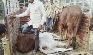 सीकरी पुलिस की बड़ी कार्यवाही गौवंश से भरी मेटाडोर पकड़ी, 13 गौवंश कराए मुक्त