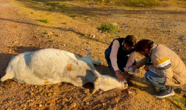हाईवे किनारे तड़प रही गोवंश की हालत देख पसीजा आयुक्त सुरेंद्र मीणा का दिल करवाया इलाज