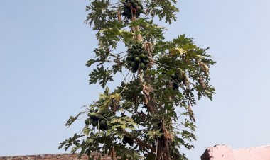 अमरूद, सिंघाड़े के स्वाद के बाद अब गुरलां के पपीते भी छाने लगे, पांच वर्ष के पौधे से ले रहे ऊनन्त किश्म के बीज