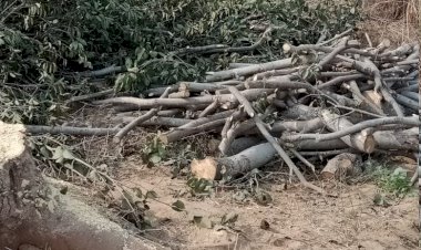 अस्तल वाले मंदिर पर असामाजिक तत्वों जमावड़ा, काट  बेचे जा रहे हरे पेड़