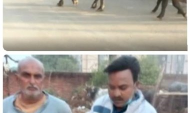 नई सड़क पर भैंस ने किया गोबर, गुस्साए अधिकारी ने मालिक पर ठोका दस हजार का जुर्माना