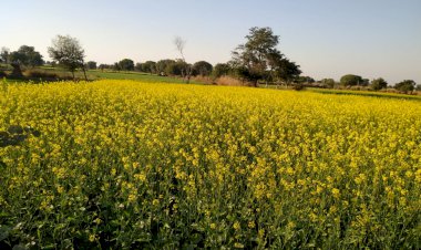 आसमान से बरसे मावट के छीटे,किसानो में खुशी की लहर तापमान गिरा,आम जनजीवन प्रभावित