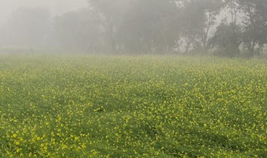 बारिश से बड़ी सर्दी फसलो को मिला अम्रत, रुक रुक कर कभी धीरे तो कभी तेज हुई बारिश