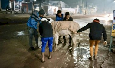 शंखनाद फ़ाउण्डेशन हाड़ कंपाती सर्दी में बेसहारा गौ वंश की बनी सहारा