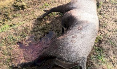 संदिग्ध हालत में नीलगाय मृत  मिला