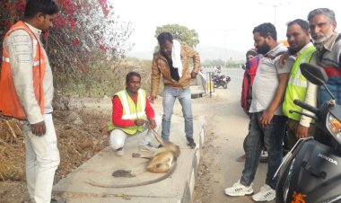 अज्ञात वाहन की टकर से बंदर की मौत, मोके पर पहुंचे वनविभाग अधिकारी