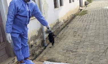 भुसावर में आसमान में उड़ते उड़ते जमीन पर गिरा कौआ हुई मौत, वन विभाग की टीम पहुंची मौके पर