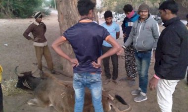 कुशालपुरा गांव से जख्मी गाय को पशु एम्बुलेंस से जाडन अस्पताल पहुंचाया