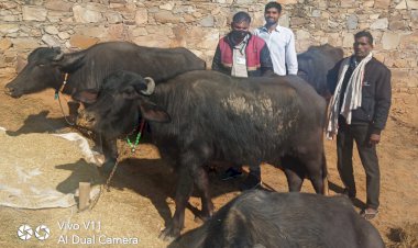 पशु (भैस) के कान में लगे हुए टैग से मिली मालिक को अपनी खोई हुई चार भैंस
