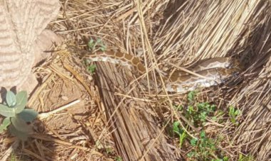 सिघांडा गांव में अजगर निकलने से मची खलबली