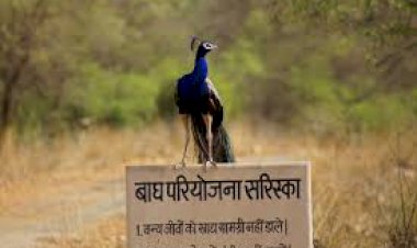 अलवर के सरिस्का क्षेत्र में अवैध खनन व शिकार की रोकथाम के लिए बोर्डर होमगार्ड तैनात