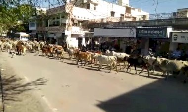 मंकरसक्रांति के मौके पर  जयसिंह गोशाला की पांच सौ गायो को कराया नगर भ्रमण