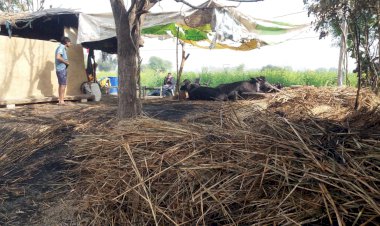 खेरली ब्राह्मण में अज्ञात कारणों से लगी आग का जायजा लेने पहुँचे, उपखण्ड अधिकारी मनुदेव यादव