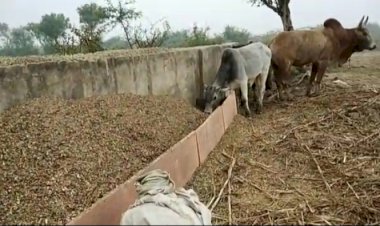 चारे पानी के अभाव में मर रहे गोवंशो को बचाने के लिए ग्रामीण ने उठाया बीड़ा