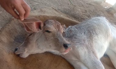 गाय ने दिया विचित्र बछड़े को जन्म
