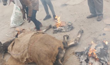 आवारा व बेसहारा पशुओ से लोगो का जीना बेहाल, नगरपालिका प्रशासन को कई बार अवगत करने पर नही  दिया गया ध्यान