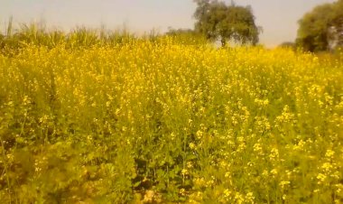 सरसों ने ओड़ी पीली चादर, भूमिपुत्रों के खिले चेहरे