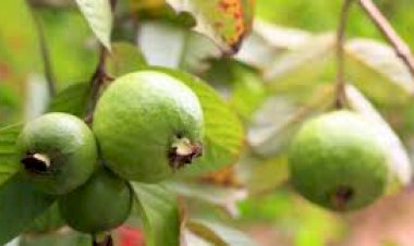 राज्य स्तरीय अमरूद महोत्सव-2021 मे आधुनिक यन्त्र की बागवानी एवं अमरूद प्रर्दशनी को देखने उमडे किसान