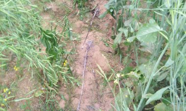 बिजली की लाइन टूटी,खेत मे खडी फसल में हुआ नुकसान