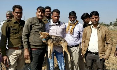 नर सियाल को वन विभाग ने कुएँ से रेस्क्यू कर निकला