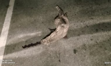 बेमौत मरते जानवर मानव की निर्दयता का उदाहरण