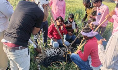 खेत मे मिला बीमारीग्रस्त पैन्थर, किसान की सूचना पर हलचल में आईं वनविभाग की टीम, रेस्क्यू के दौरान मौत