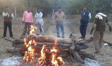 भीलवाड़ा की वन्यजीव रक्षक टीम द्वारा पैंथर को जिंदा पकड़ा, बीमार होने की वजह से रास्ते में तोड़ा दम