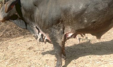 गौवंश के दुश्मन ने सांड को लगाई आग, ग्रामीणों में रोष