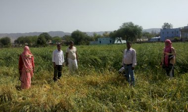 थानागाजी क्षेत्र में आयी ओलावृष्टि के बाद में खेतों में खड़ी फसलो  में हुए नुकसान का कृषि विभाग के अधिकारियों ने लिया जायजा