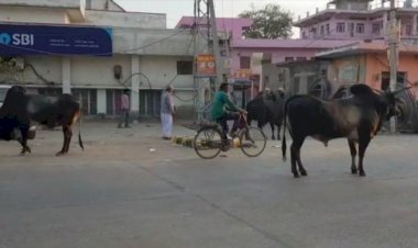कस्बे की मुख्य सड़को पर आवारा पशुओं का जमावड़ा दे रहा हादसों को न्योता, आमजन परेशान